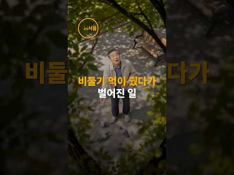 <strong>과태료</strong> 최대 100만원 #비둘기 #비둘기먹이주기 #비둘기먹이주기금지