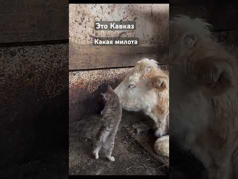 Кошки живут бок о бок с коровами. #прикольныекоты #котик #видосыоткот #relax #кот #chat #shortvideo