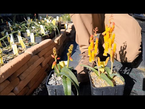 Video: Lachenalia лампаларын отургузуу: Lachenalia лампаларын өстүрүү жөнүндө билип алыңыз