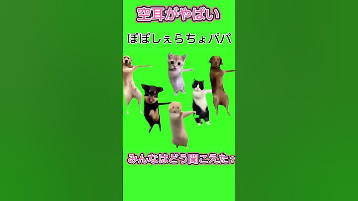 中国ダンス猫の空耳がやばいw #shorts  #ねこミーム  #猫ミーム  #ねこミーム #素材 #中国ダンス猫 #空耳