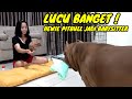 ANJING PITBULL LUCU DAN PINTAR BANTU MOMMY  BERI SUSU BOTOL PUPPIES #hewiepitbull