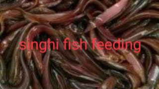 Singhi fish feeding (Biofloc)