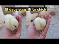 21 days eggs to chick  in how many days  chick hatched  nature3337