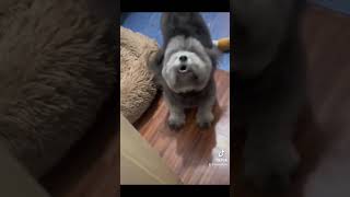 Cute Lhasa Apso #love #dog #funny