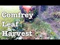 Comfrey - Leaf Harvest and Stacking Function