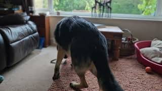 German Shepherd wants to play but is getting distracted by a Sparrow Hawk by DOGS BEING DOGS 70 views 4 months ago 2 minutes, 20 seconds