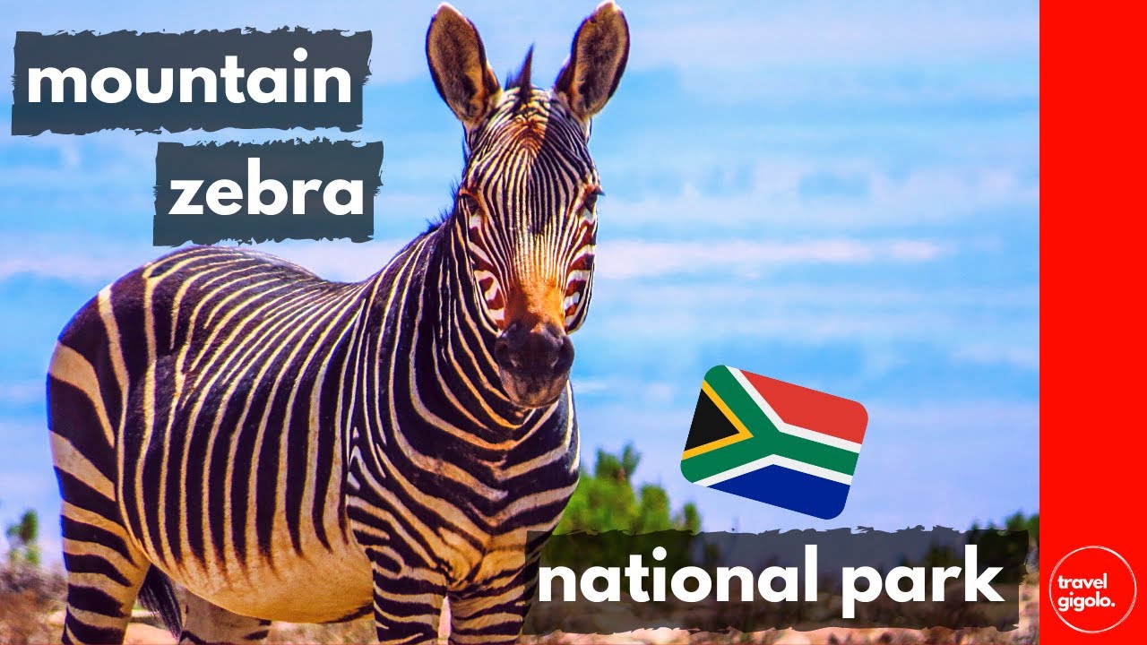 Travel Review: Mountain Zebra National Park, Eastern Cape (South Africa Self Drive)[National Parks]
