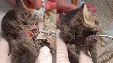 Gigantic Botfly Maggot Removed From Poor Kitten