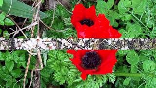 Возвращайтесь домой