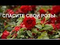 Розы// Как спасти от болезней и насекомых// Народные средства