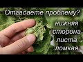 Нижняя сторона листа яблони ломкая. Что это? МирДез