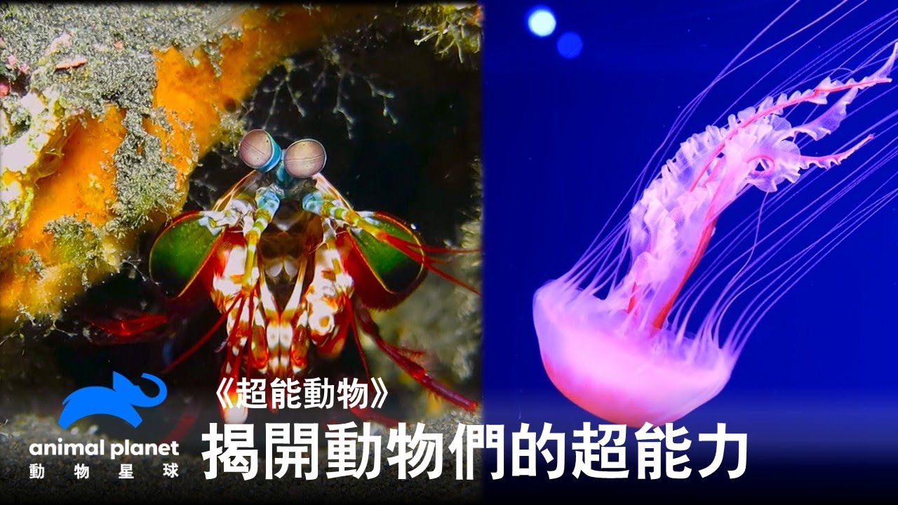 什麼樣的渺小生物竟可打敗拳擊手?發光水母怎麼讓科學家看見醫學新可能! 全部都在《超能動物》每星期一晚間 9 點播出 縮圖
