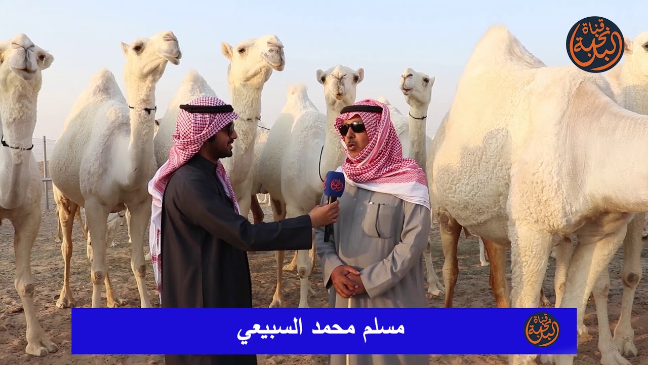 شوط 50 وضح في مزاين الإبل بالموروث الشعبي - الكويت 2020