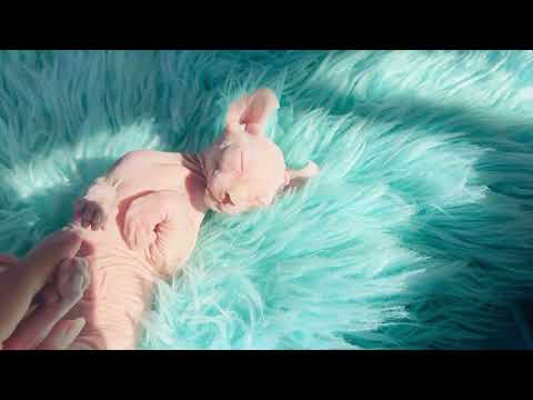 Snowdrop is a Pink Elf Sphynx Girl available Sphynx kitten from Purrxotics