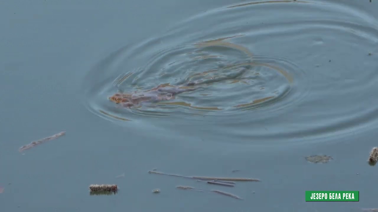 Reke i jezera - Jezero Bela reka