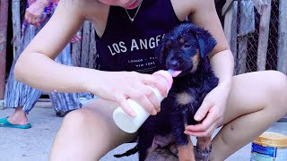 Susu Vlog - Give your puppy milk to keep it healthy