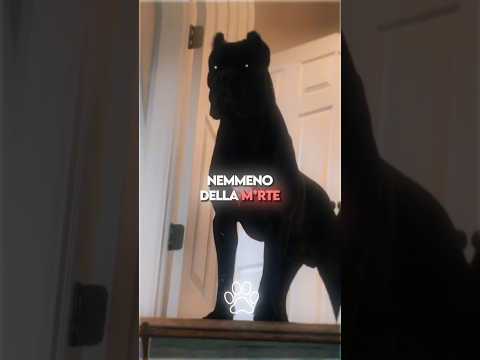 Video ?? Le 3 Razze di Cani che Non Hanno Paura di Niente ?