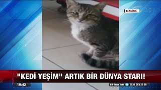 Kedi Yeşim artık bir Dünya starı! - 26 Nisan 2018