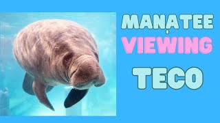 TECO Manatee Viewing Center Tampa | Overview and Tour