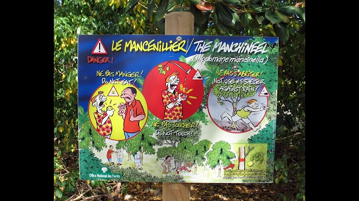 Voici l’arbre le plus dangereux au monde
