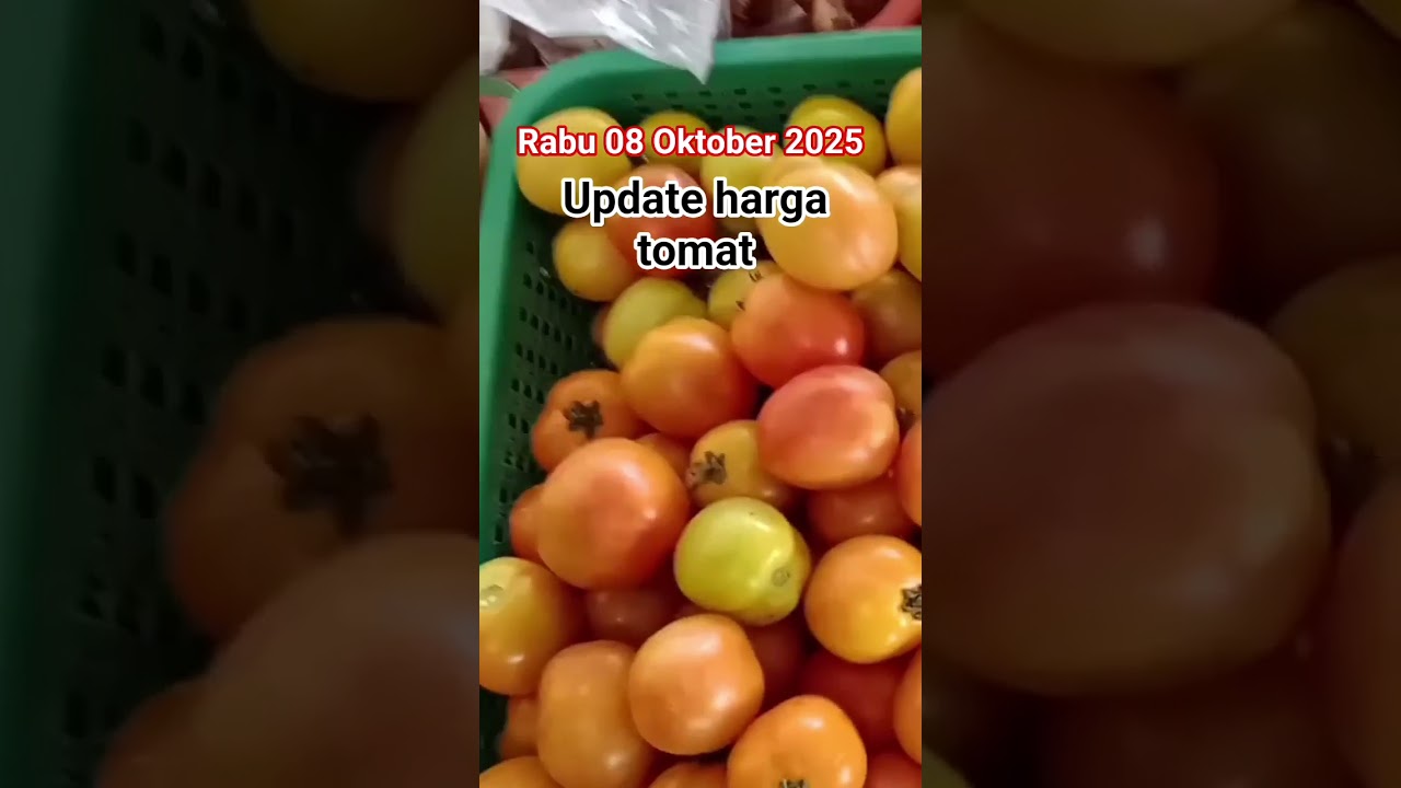 Rabu 08 Oktober 2025 update harga tomat