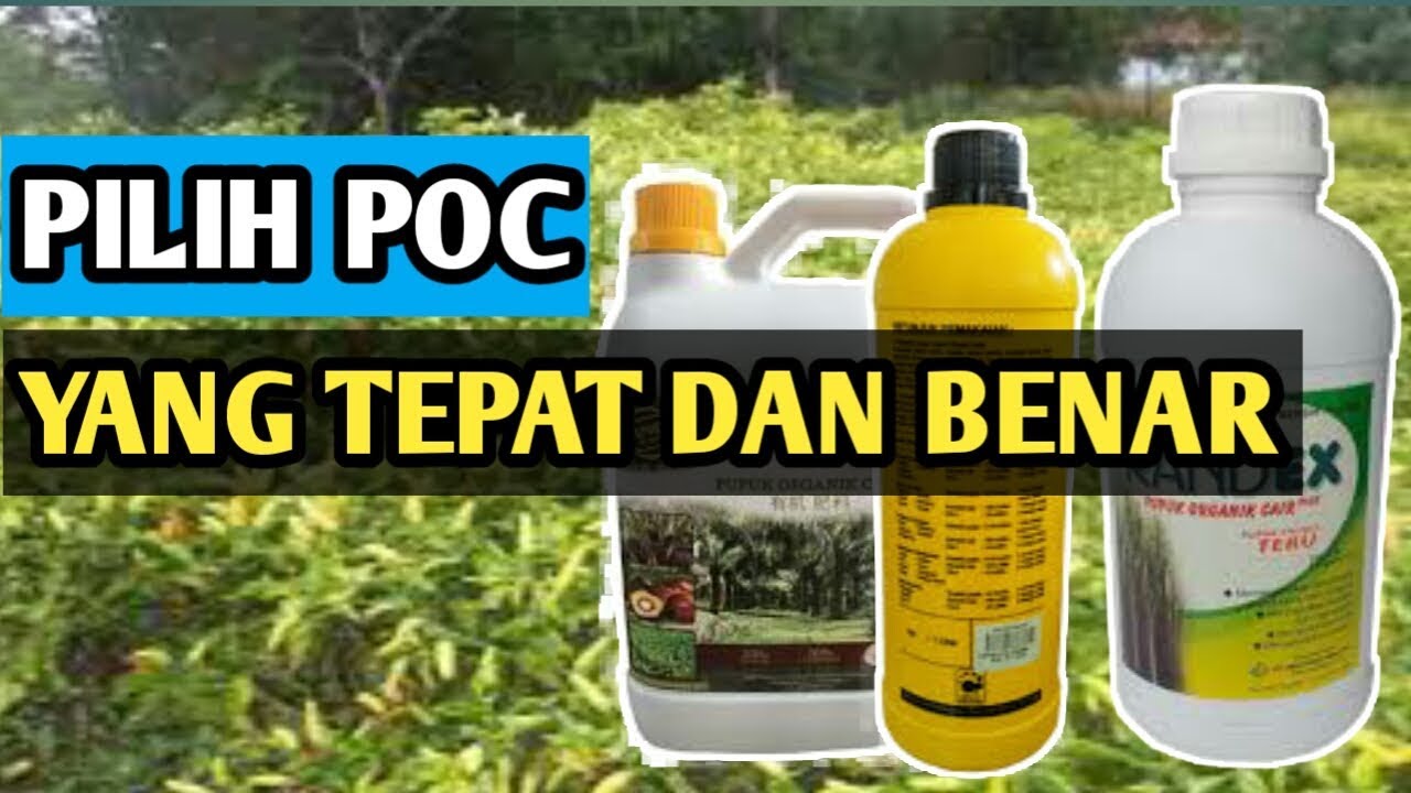 Cara memilih pupuk organik cair POC yang  bagus  YouTube