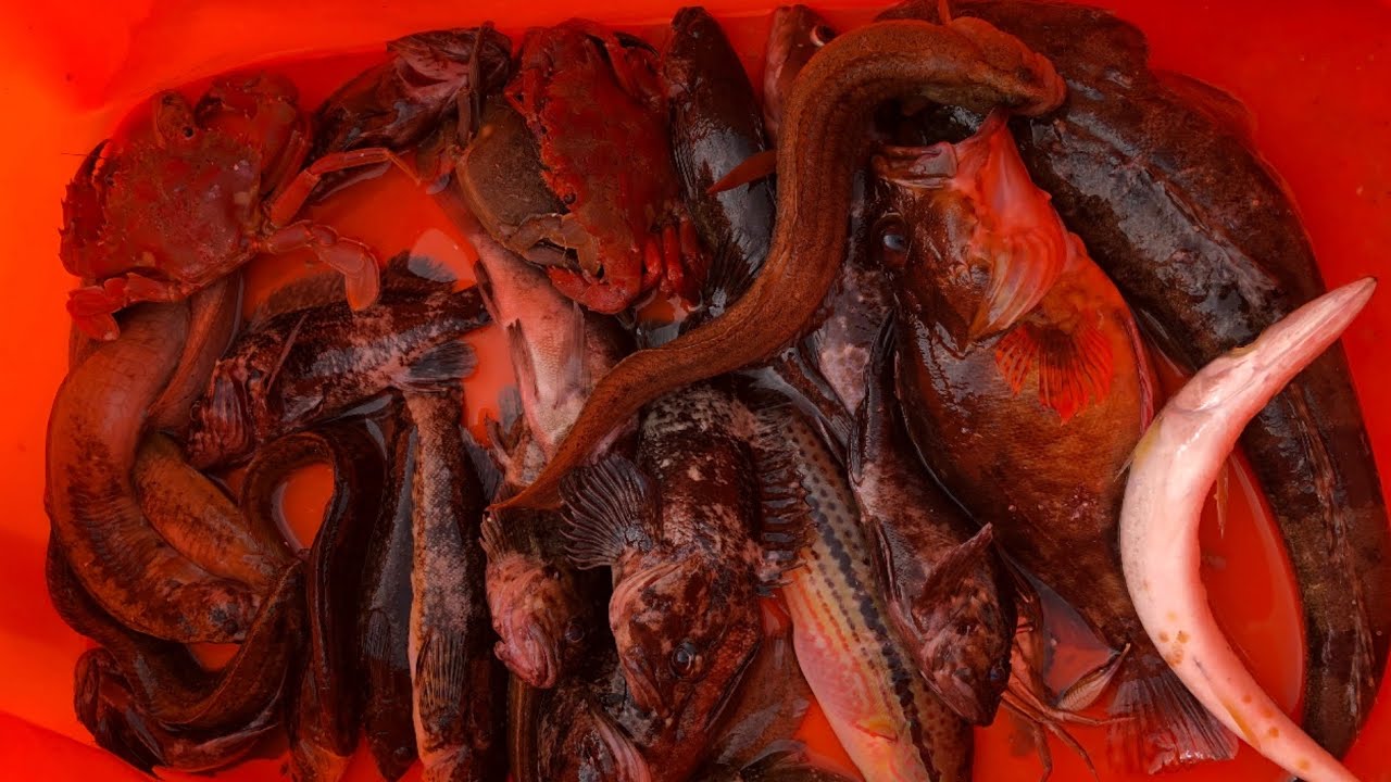 방파제 구멍치기! 낚시 안좋아하는 분들도 한번만 해보면 낚시의 매력에 빠질 겁니다!