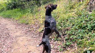 I Thought We Were Lost During Our Hike *My Dog Saved Us by Tundra The GSP 2,576 views 10 months ago 4 minutes, 56 seconds