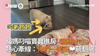 貓媽叼喵寶寶進房「塞給小主人」 熱心牽線你們一起玩❤萌翻網│寵物│貓咪猫ねこ│Pet│Cat│Kitten