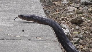 Recorded at laguna atascosa national wildlife refuge. los fresnos,
texas 2015-05-30. drymarchon melanurus erebennus, arroyera de cola
negra, zumbadora, (span...