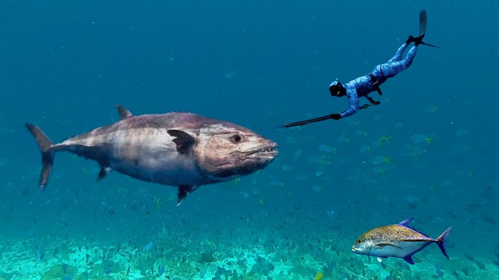 2 HARI BERBURU IKAN PREDATOR DAN MASAK IKAN DI RUMAH LAUT