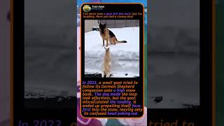 Goat's Epic Snow Fail! 🐐 #Funny #Pets #Cute