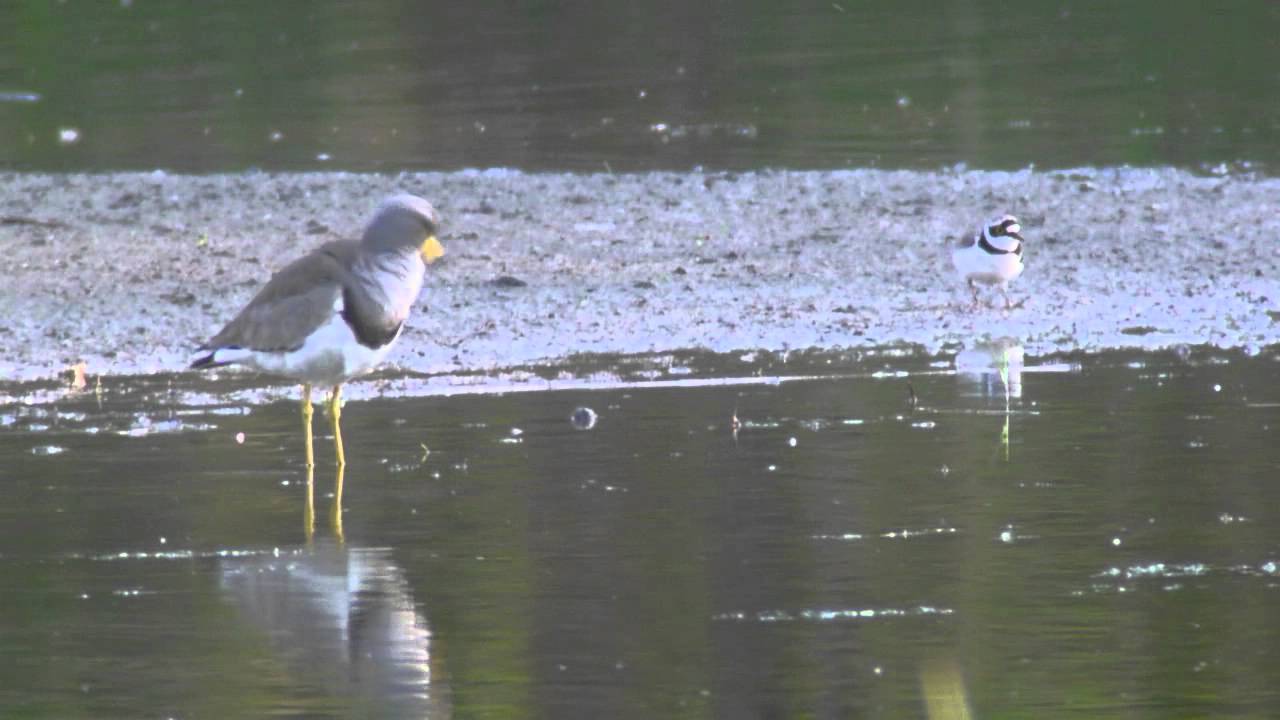 Grey-headed Lapwing (Vanellus cinereus) 