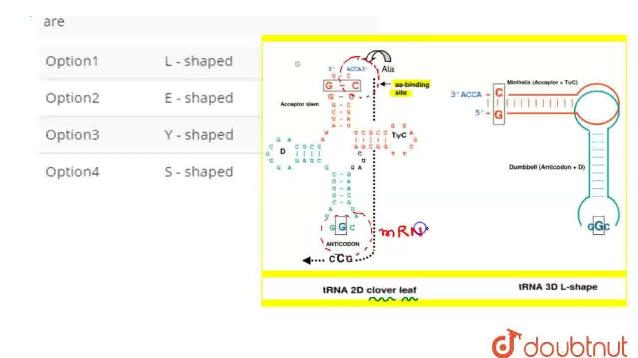 Trna Three 3d Structure Of Trna Looks Like
