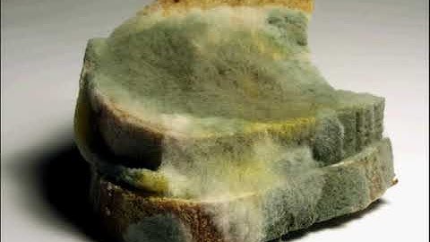 EVS - Mangoes round the year - How food gets spoilt NCERT Class 5 - In English