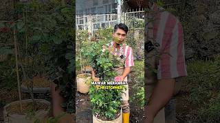 Lembut Tapi Menggoda! Si Cantik Christopher Marlowe Ini Bikin Taman Serasa di Eropa!