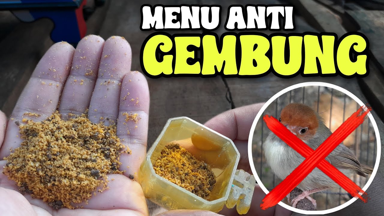 Makanan harian prenjak kepala merah agar cepat gacor dan tidak gembung ‼️