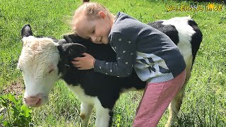 Calf And Baby! Best Friends! Little Girl and Baby Cow! Ребенок и теленок!