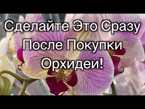 Делайте это немедленно после покупки орхидеи!