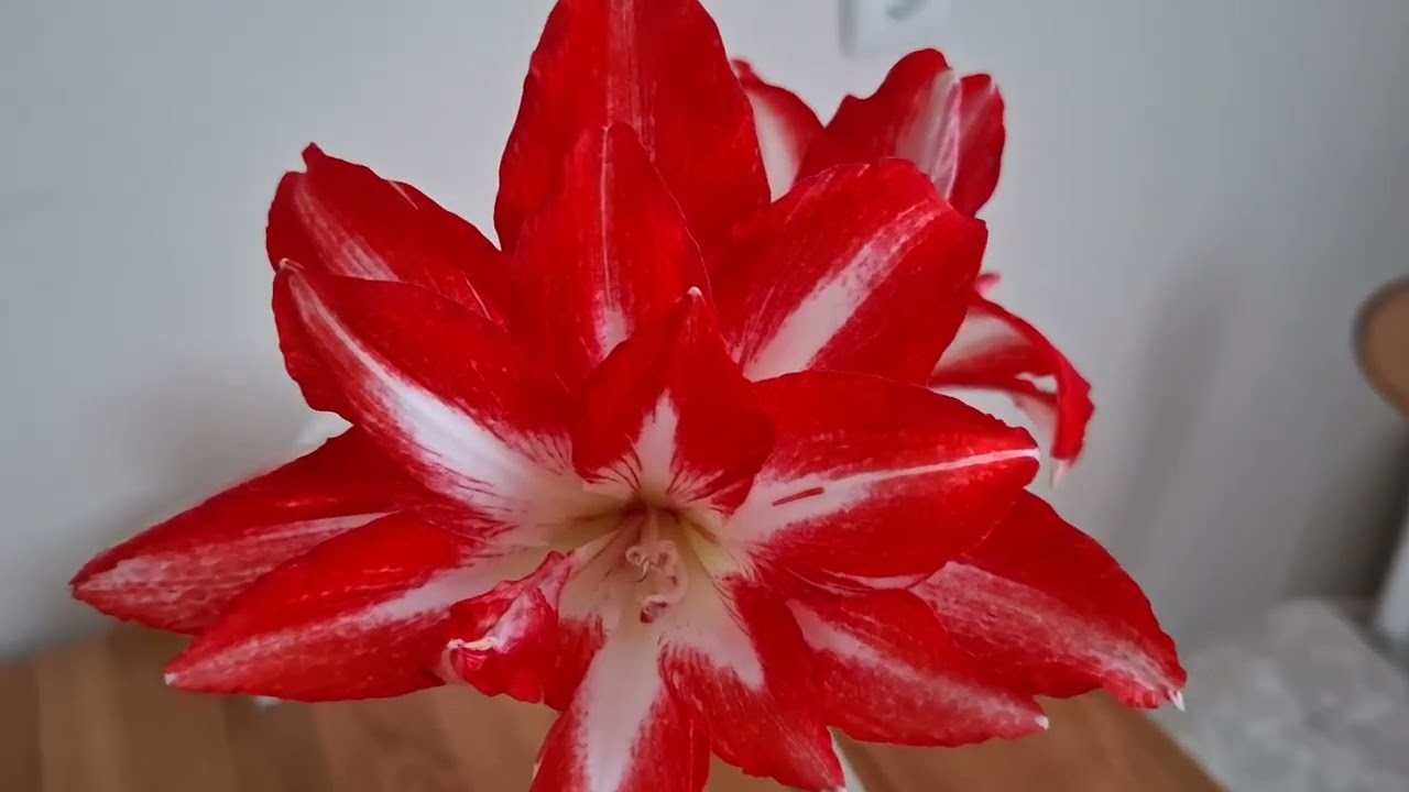 Гіпеаструм💚