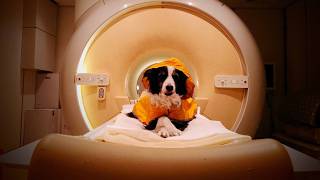Dogs really can distinguish between human fear and sadness, reveals new research | SWNS