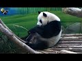 20200628 今日升格的圓仔姐姐吃午餐 The Giant Panda Yuan Zai