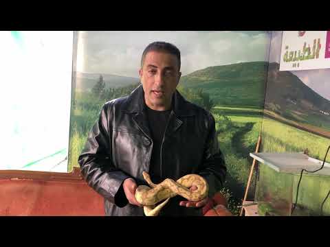 الفرق بين الافعى و الحية والثعبان مع جمال العمواسي