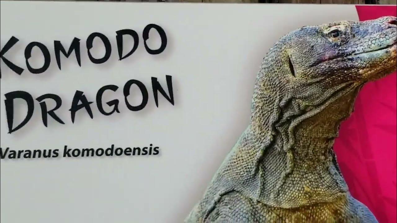 KOMODO DRAGON - Incredible Experience at Zoo Tampa - YouTube