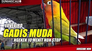 Lovebird GADIS MUDA , NGEKEK 10 MENIT NON STOP !!!!