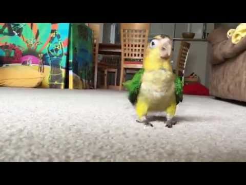 White Bellied Caique Parrot named Carrot is running Marathon, playing, hopping White Bellied Caique Parrot named Carrot is running Marathon, playing, hopping