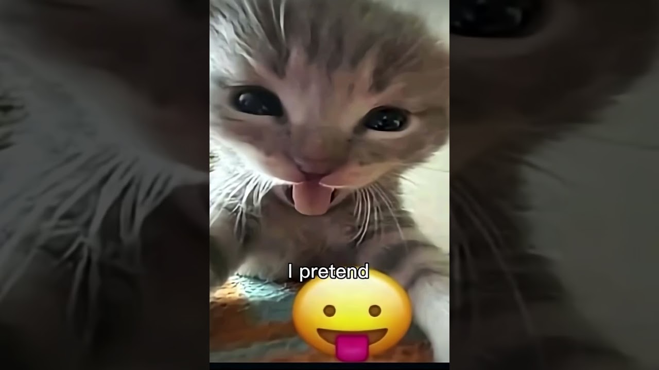 When the sun is way way to hot I’m a lizard 