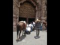 Caballo aplasta a jinete y lo manda al hospital durante cabalgata toma de zacatecas