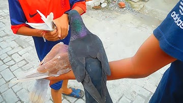 TES TERBANG MERPATI BLACK -SILVER PERAK TLAMPIK MANTUUL#MerpatikuSokaraja