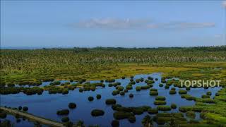 Icacos Wetlands 2018